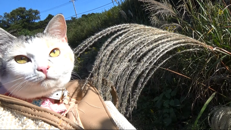 10/29 トコトコ坂道を登るネコ吉